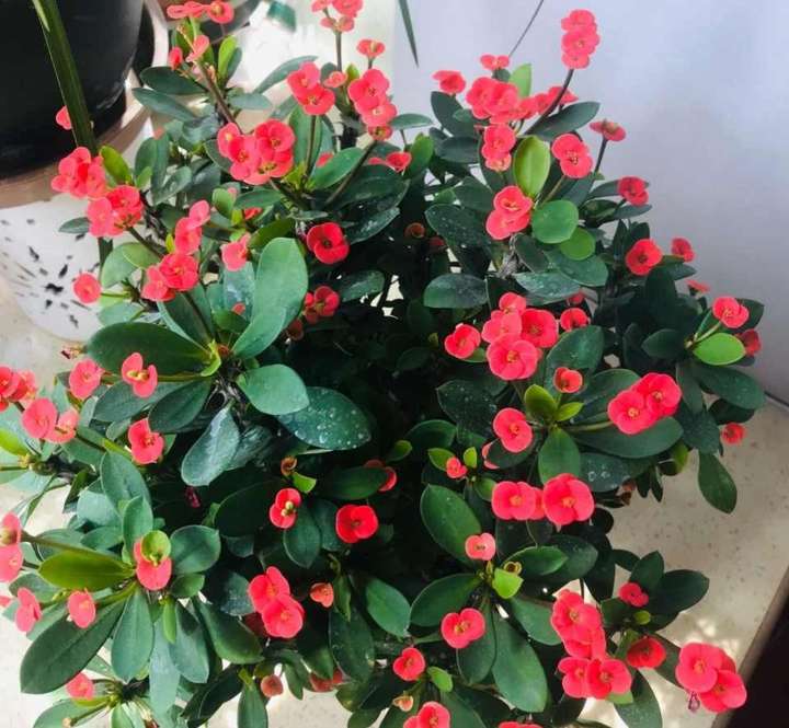虎刺梅怎么养(虎刺梅的养护大全)插图 虎刺梅怎么养(虎刺梅的养护大全)插图