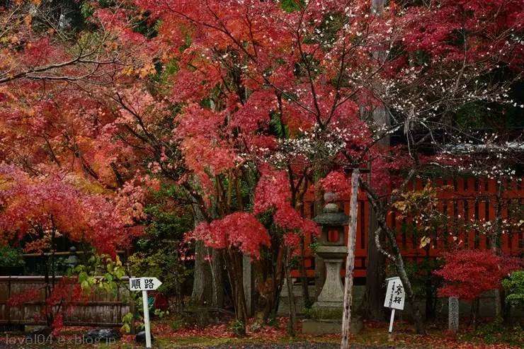 你的popcorn上线啦 日本红叶季 京都观赏枫叶的8个人气好去处 Facebook