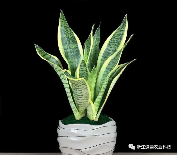 虎皮兰夏季养护技巧，做对了，叶片肥厚挤爆盆！-虎皮兰夏天怎样施肥