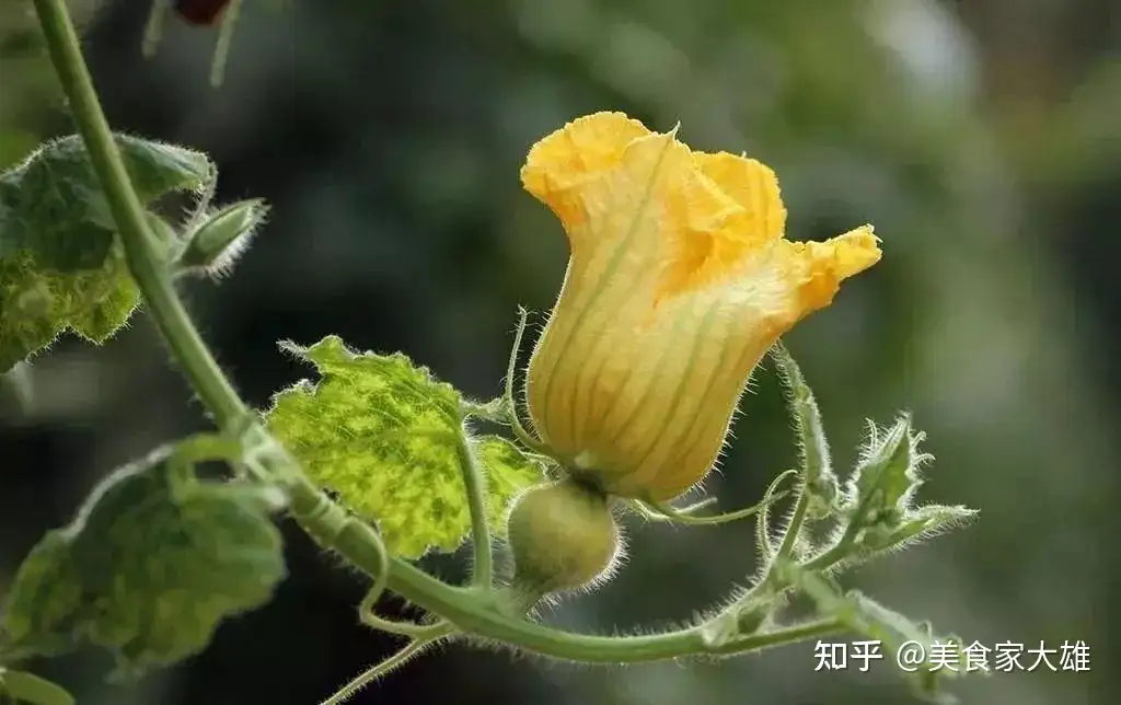 瓜花这道菜 怎么都好吃 知乎