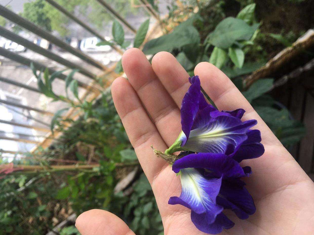 想要年轻 阳台种蝶豆花吧 女性抗衰老花草茶必备的可食用花朵 知乎