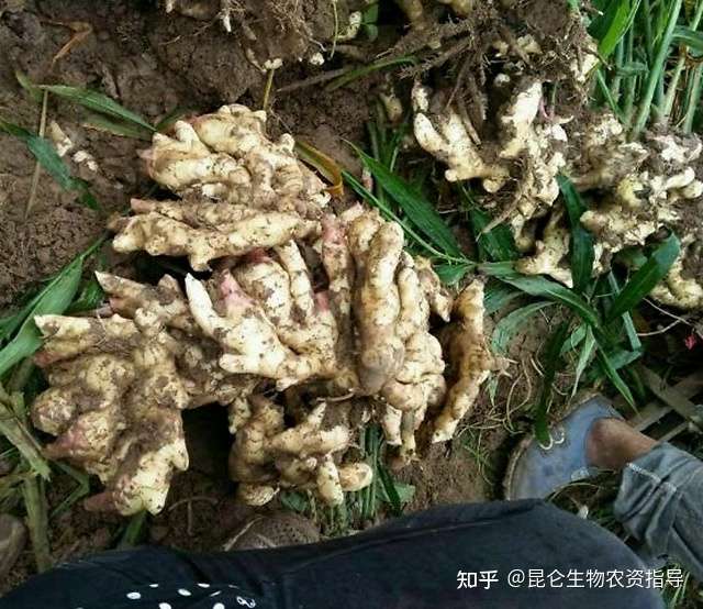 生姜根部增大要用什么肥料 生姜叶面喷什么好 生姜专用根茎块膨大素 根小子 知乎