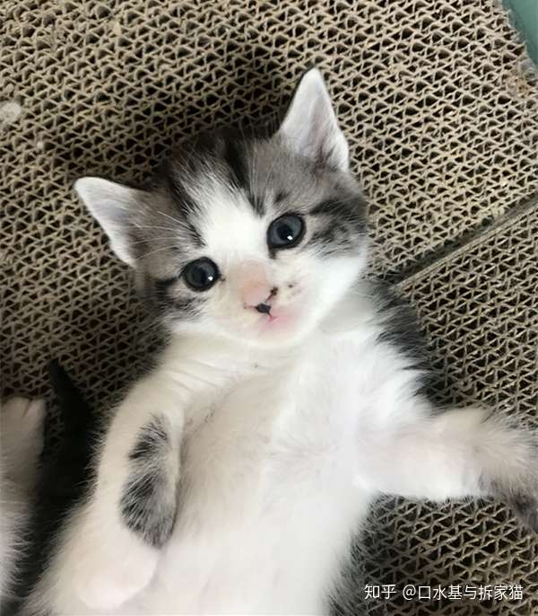 新手养幼猫攻略 1 6个月的小猫怎么养 知乎