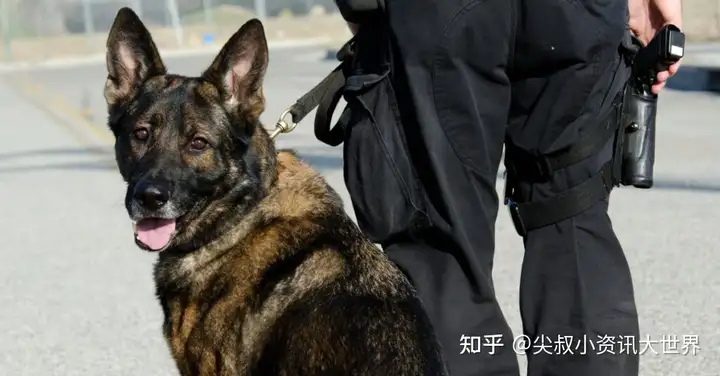 什么是警犬、军犬、执法犬、工作犬？一文说清楚，K9是什么！-k9是猫还是狗