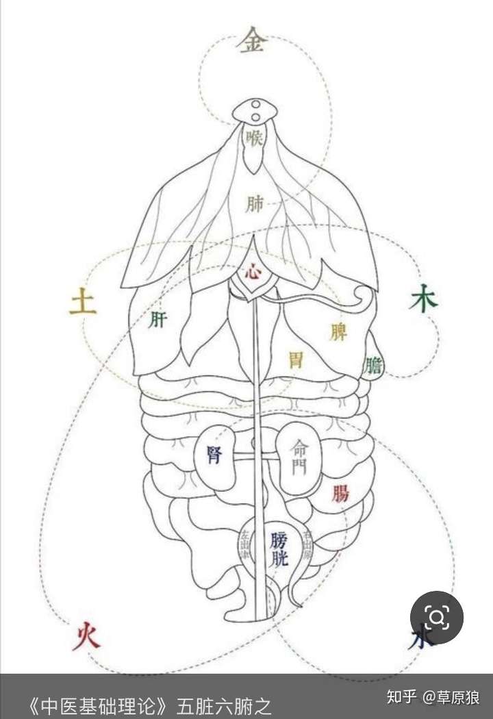 中醫對人體內臟的認識這麼粗糙基於這個認識建立的理論真的科學嗎