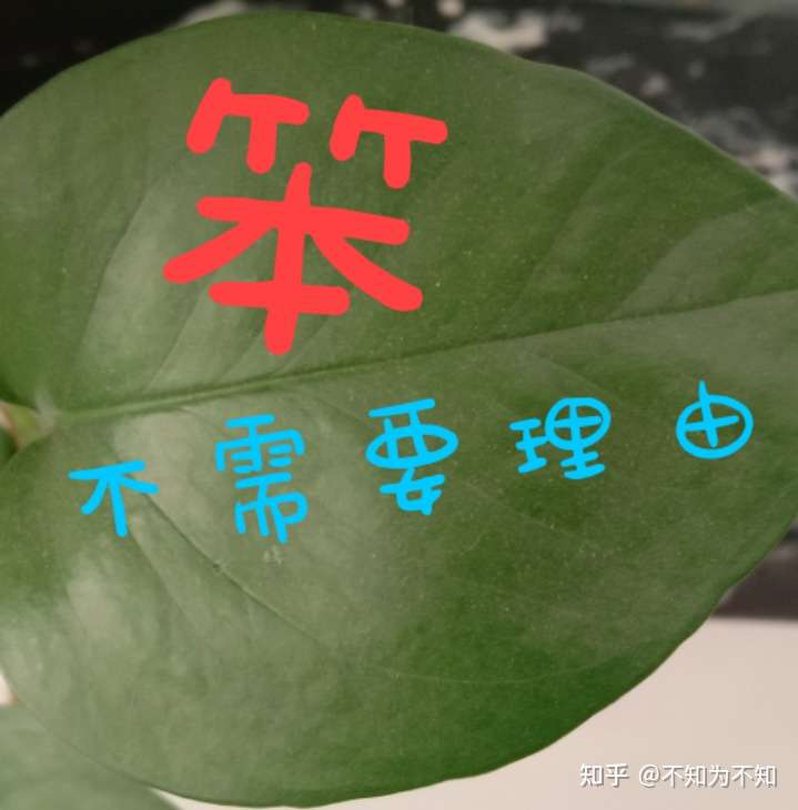 自己太笨的图片带字图片