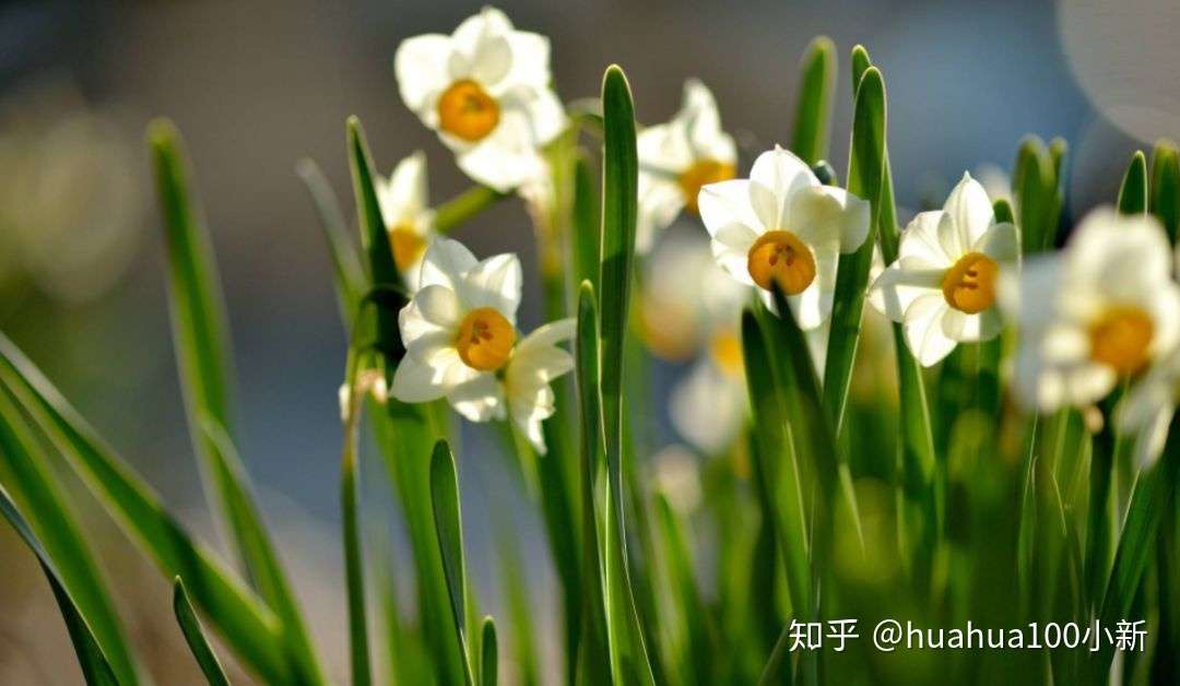 水仙 百合 水仙百合 是3种不同的花 知乎