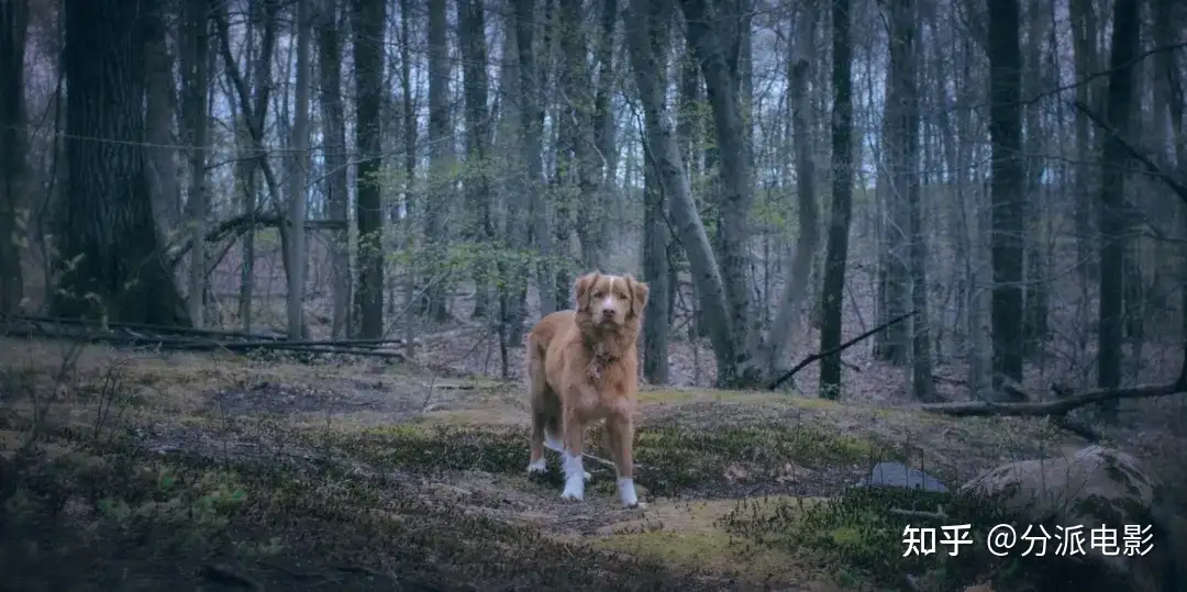 《冷猫狗》今年最颠覆！限制级禁忌挑战