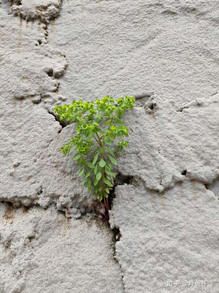 生命的图片唯美 脆弱图片