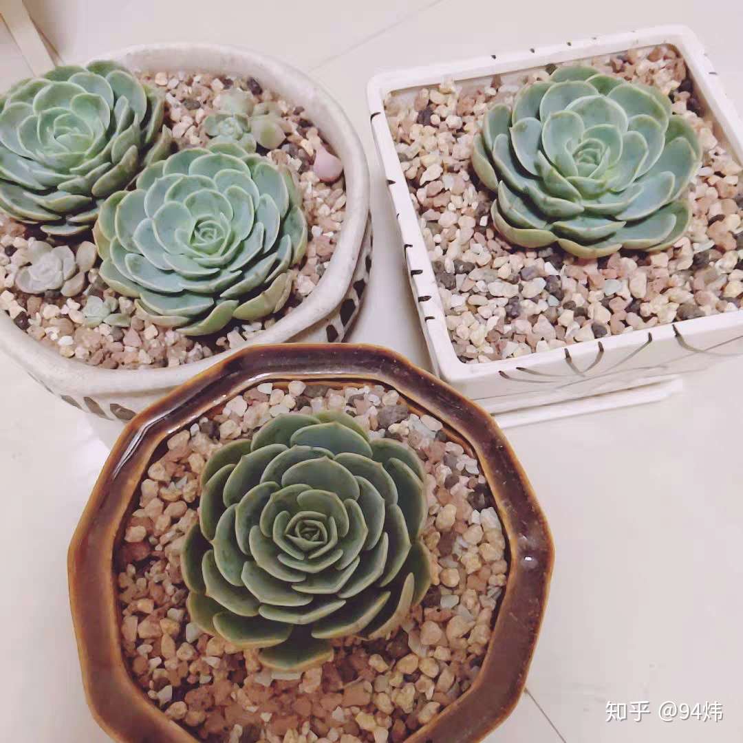 店铺篇 单株2元以下的多肉店铺推荐 知乎