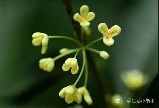 花草茶 桂花茶的制作 功效与搭配 知乎