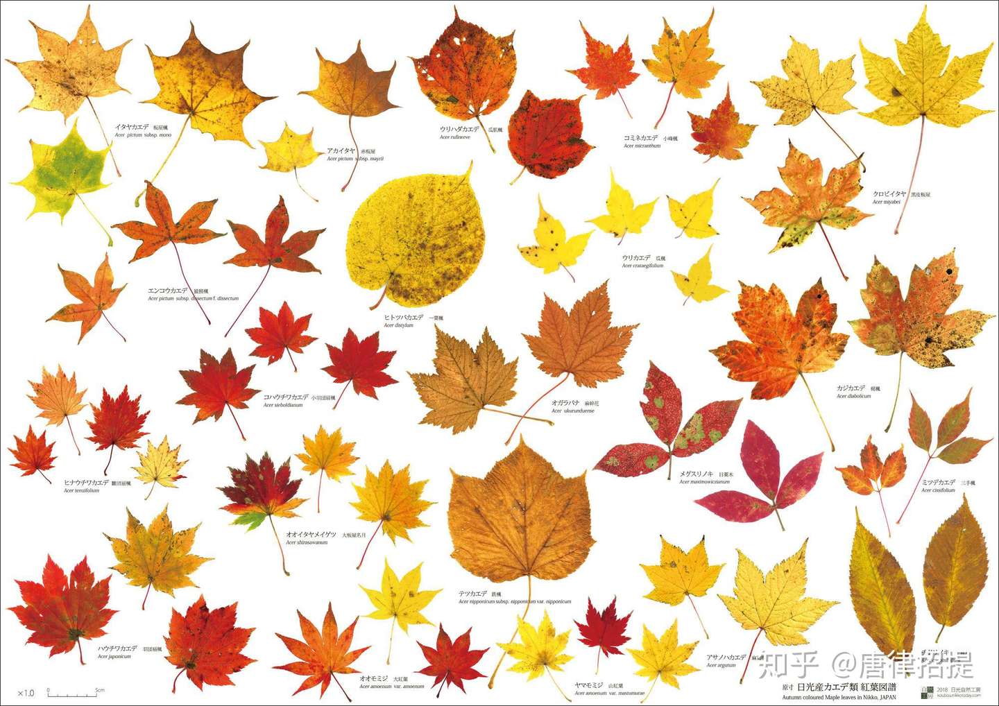 日本红葉的故事 知乎