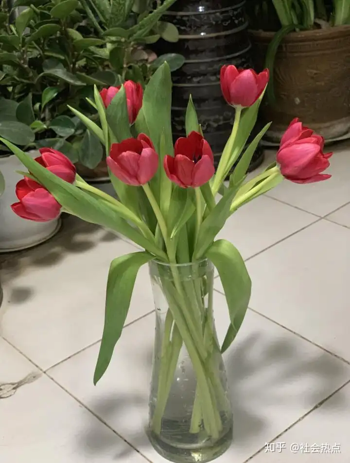 花加——郁金香的传说及各色花语