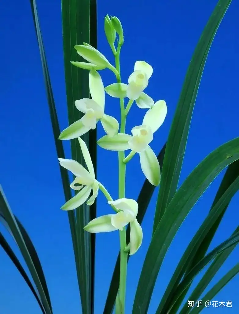 建兰铁骨素是单一品种还是素心一族 知乎