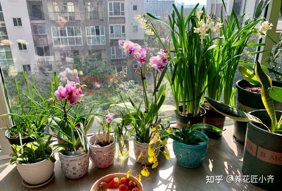 室内或者阳台养花 新手不要用4种盆 容易烂根和烂叶 知乎