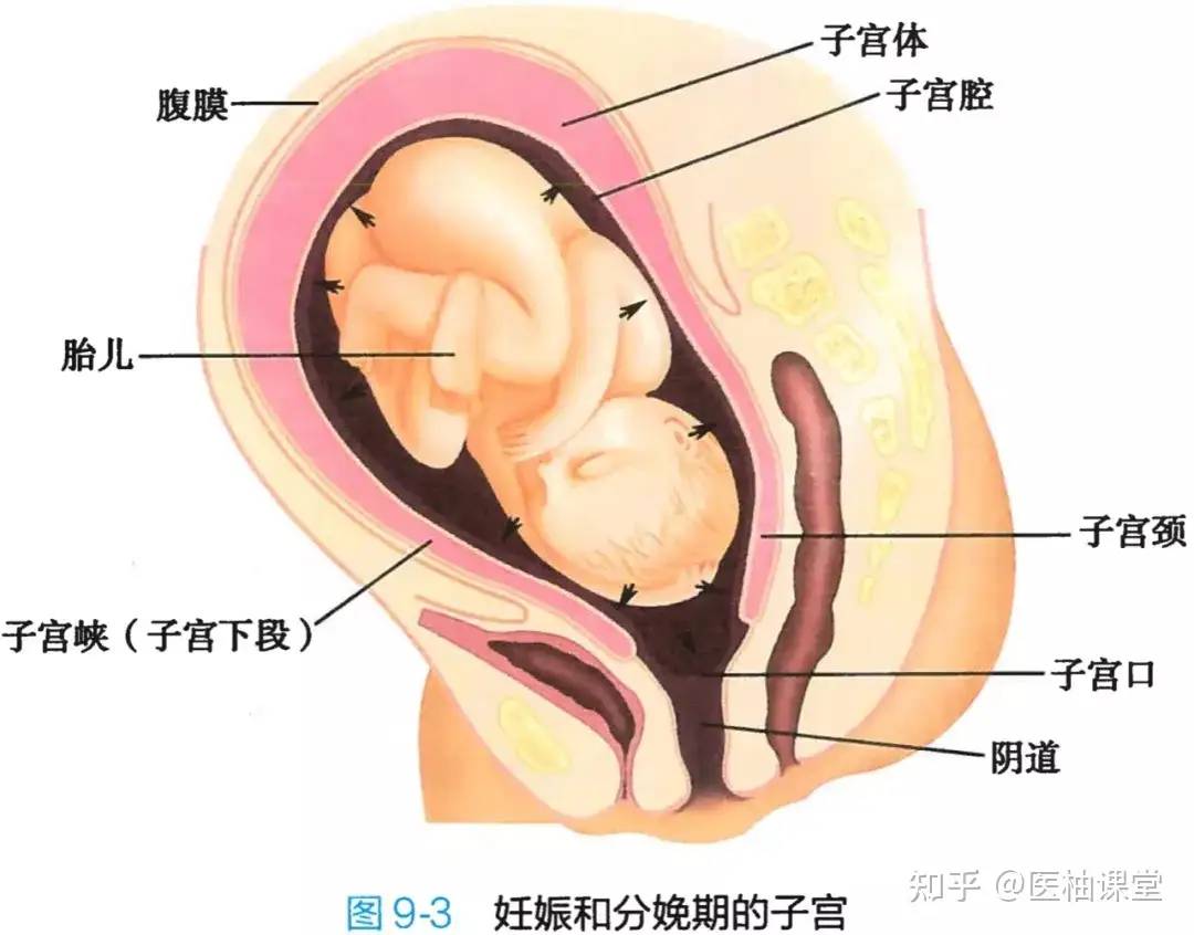 解剖学高清图谱女性生殖系统- 知乎