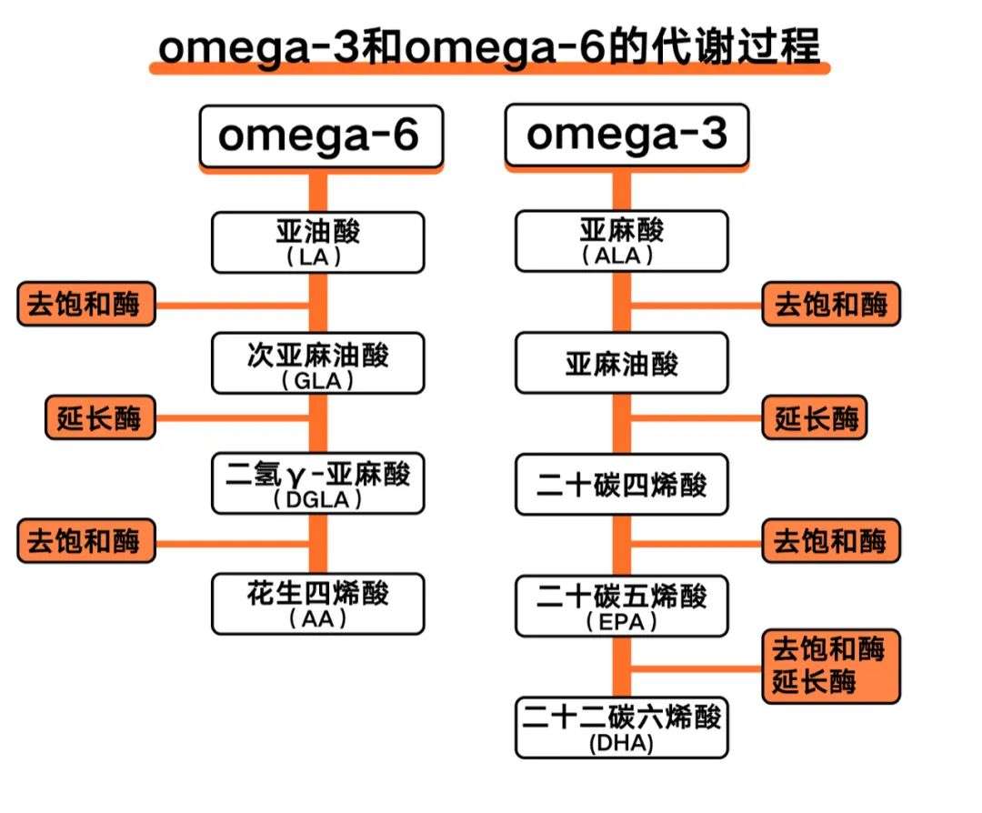 让你上火发炎的原凶之一 Omega 6深度解析 野兽生活 知乎