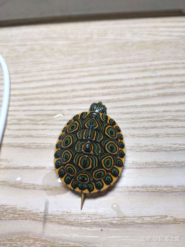 学名尼加拉瓜彩龟,国内叫大河甜甜圈,但真正的大河甜甜圈不长这样