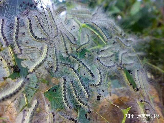 8月 美国白蛾的防治刻不容缓 知乎