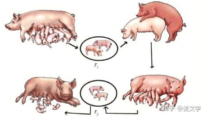 老麦 学英语用什么耳机 游戏语音用什么耳机 知乎