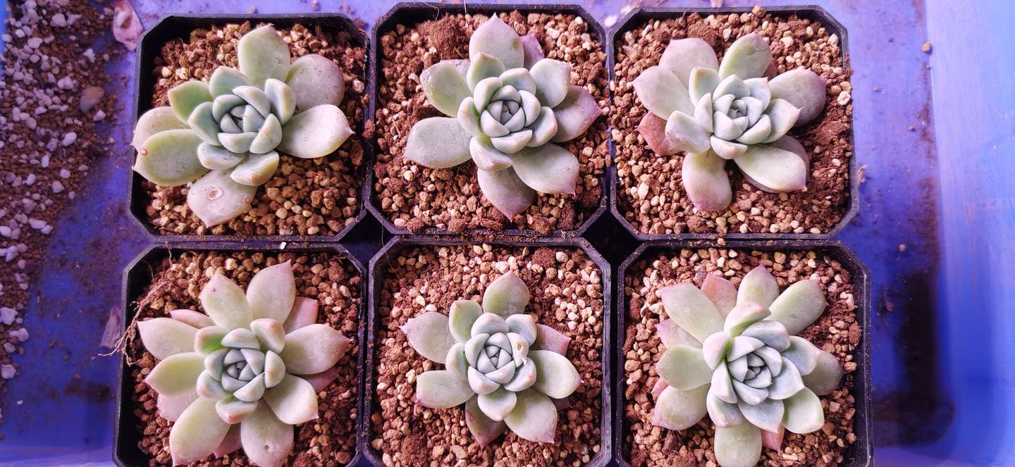 多肉植物补光灯推荐丨植物补光灯各品牌实测 教你如何购买植物补光灯 知乎