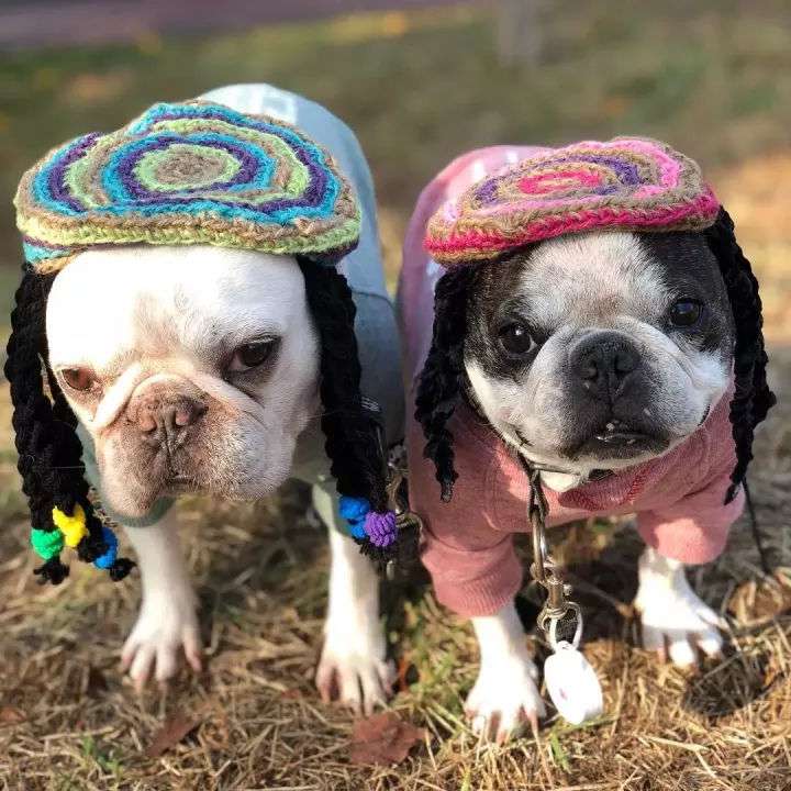 这对斗牛犬戴上不同的帽子爆红网络 贫穷限制了我的想象力 知乎