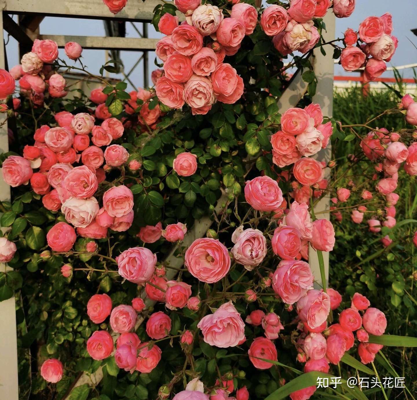 春天养藤本月季 遇到 这种 情况 赶紧 横拉 追肥 促开花 知乎