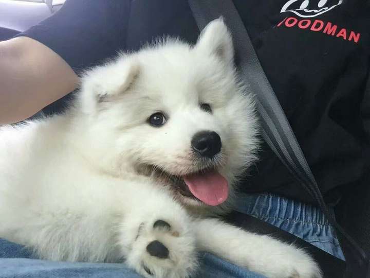 萨摩耶小时候的照片?