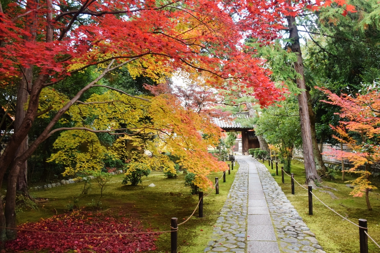 在京都生活了五年 他变成了一本行走的攻略 知乎