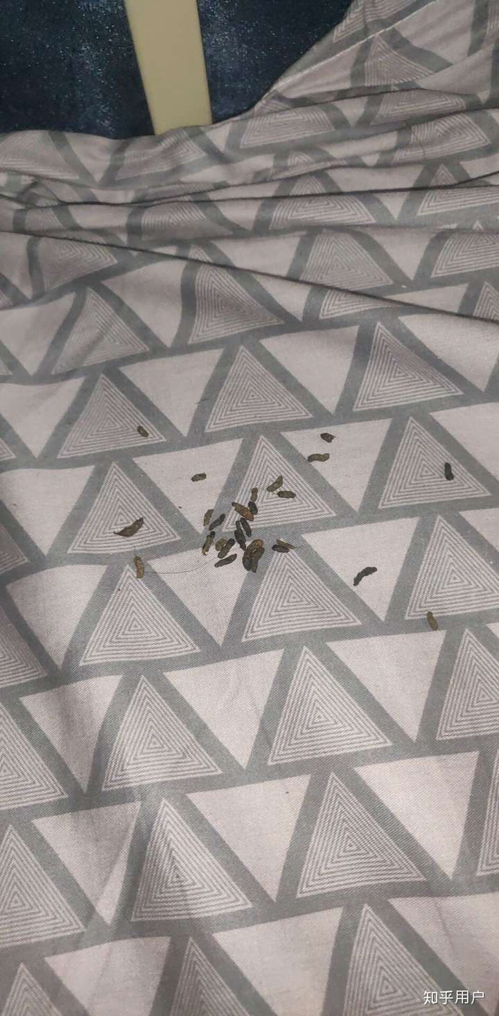 请问各位大佬这是什么动物的粪便?