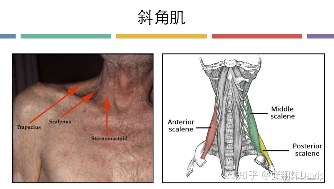 每天呼吸两万次 却没人懂的正确呼吸方式 知乎