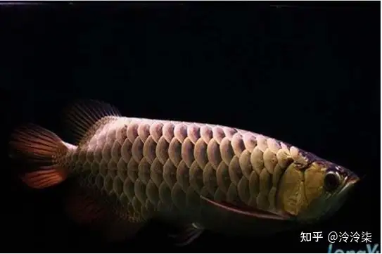 龍魚(yú)哪個(gè)品種最好最貴？龍魚(yú)最貴的品種排名 龍魚(yú)百科 第2張