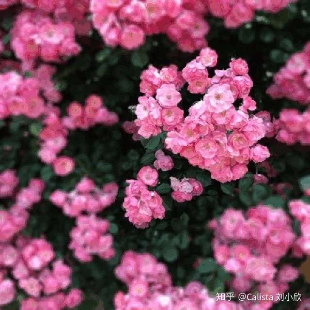 100多种花的英文名及花语最全双语对照 知乎