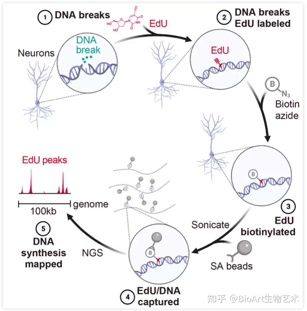 nature亮点 吴薇等揭示神经细胞如何进行dna损伤修复过程 知乎