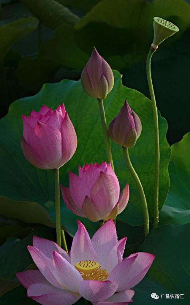 荷花与莲花的区别 知乎