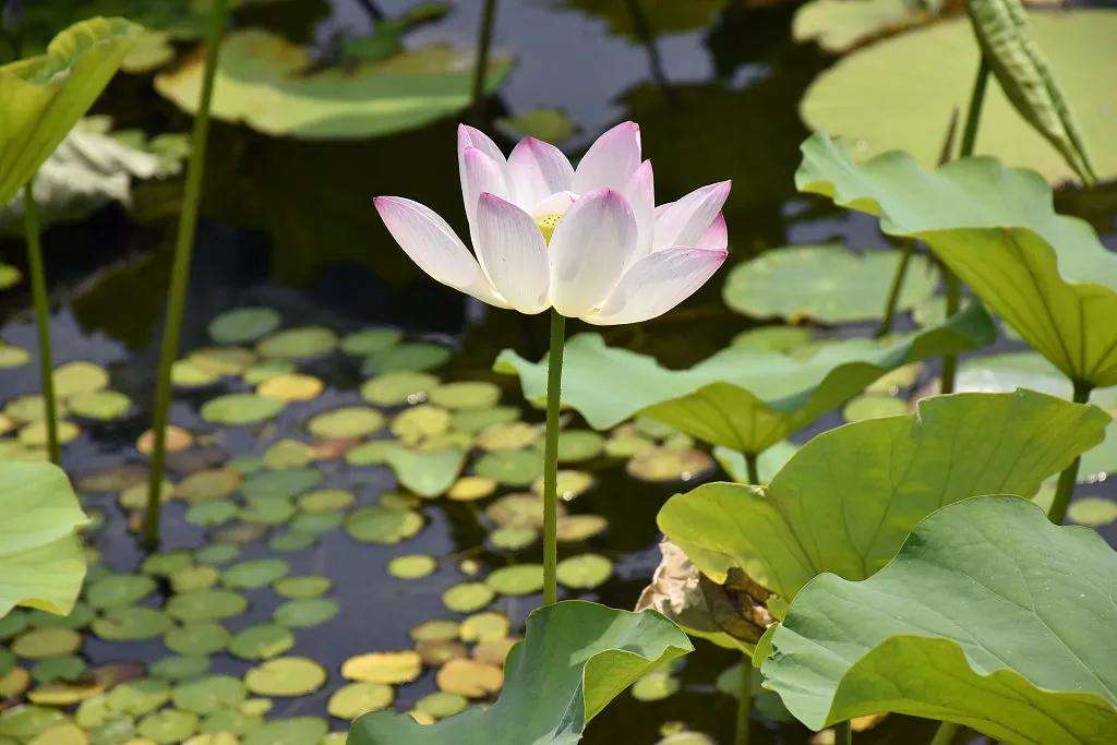 倏尔夏至 夜长梦真 知乎