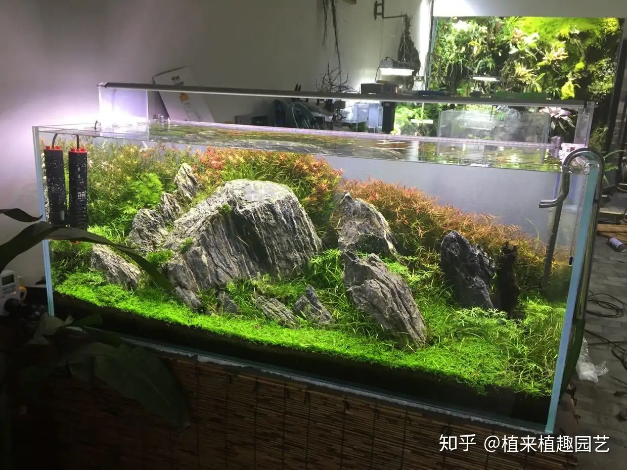 植来植趣 长沙鱼缸草缸的日常养护管理方法 知乎