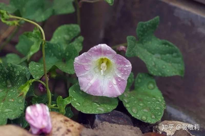 节气物种日历 小满 5月21日 6月5日 打碗花 知乎