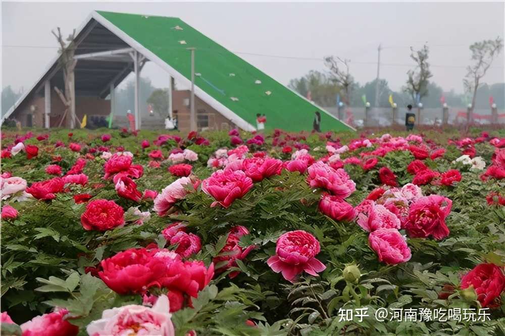 4月不管多忙 一定要去趟洛阳看牡丹盛开 感受洛阳的文化底蕴 知乎
