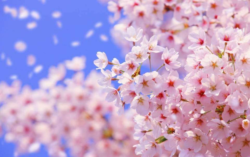 耽美 最后一颗圣女果的樱花梦 知乎