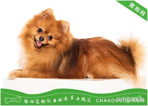 博美大概多少钱一只 博美一般多少钱一只 知乎