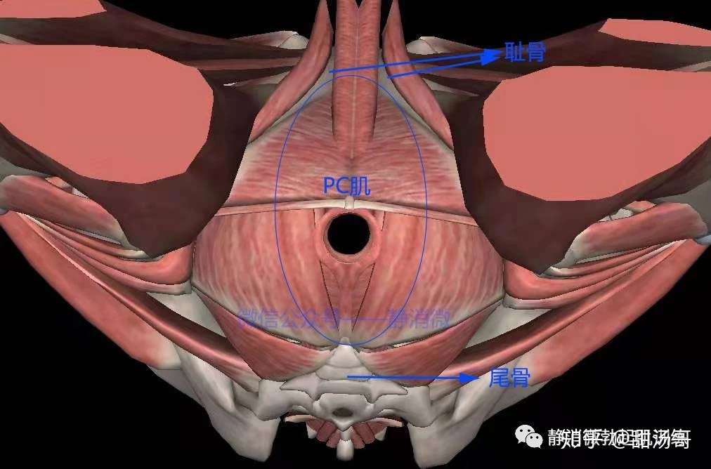 Pc肌锻炼太模糊 补肾 肾虚应该锻炼勃起肌 知乎