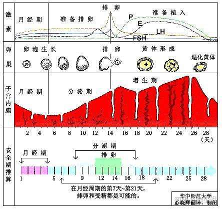 科学备孕,试管助你好孕连连 子宫内膜是随着月经周期规律变化的,常见