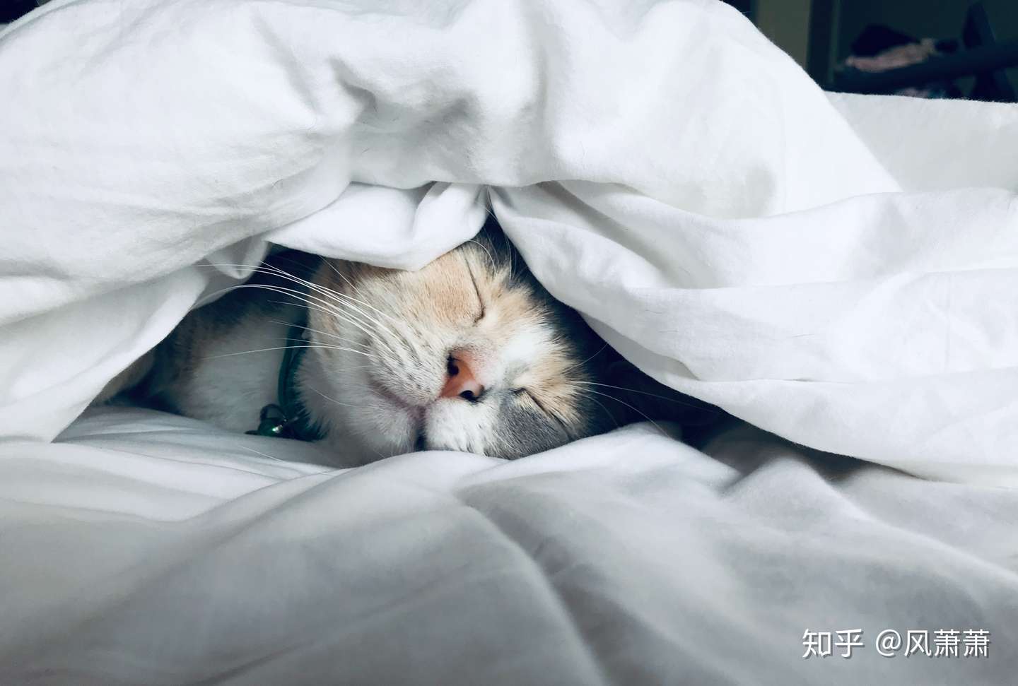 猫咪掉毛 脱发 黑下巴 那就是猫癣 知乎