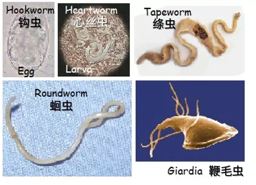 跳蚤 蜱虫多发的夏季 养猫家庭如何有效防治 重口图预警 知乎