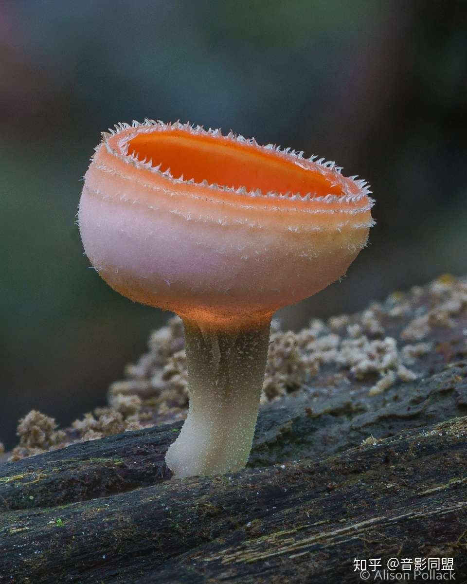 可爱森林菌 Alison Pollack的微距摄影 知乎