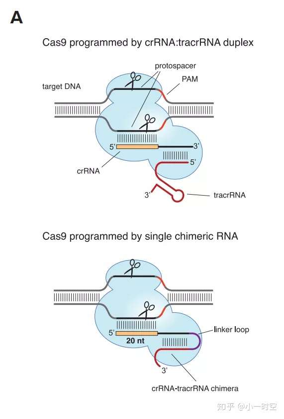 cas9是一种核酸内切酶和基因克隆技术中的限制性内切酶有何不同