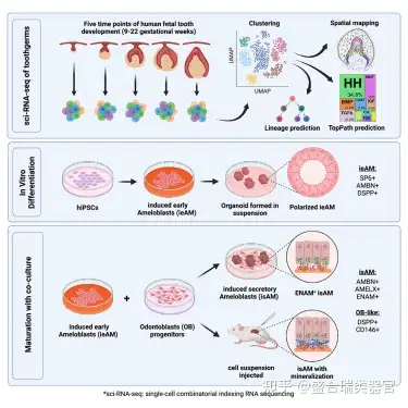 利用干细胞成功构建具有牙釉质分泌能力的牙齿类器官