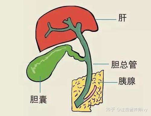 胆囊炎没什么大不了牢记2点关键推荐4类食物身体恢复好又快