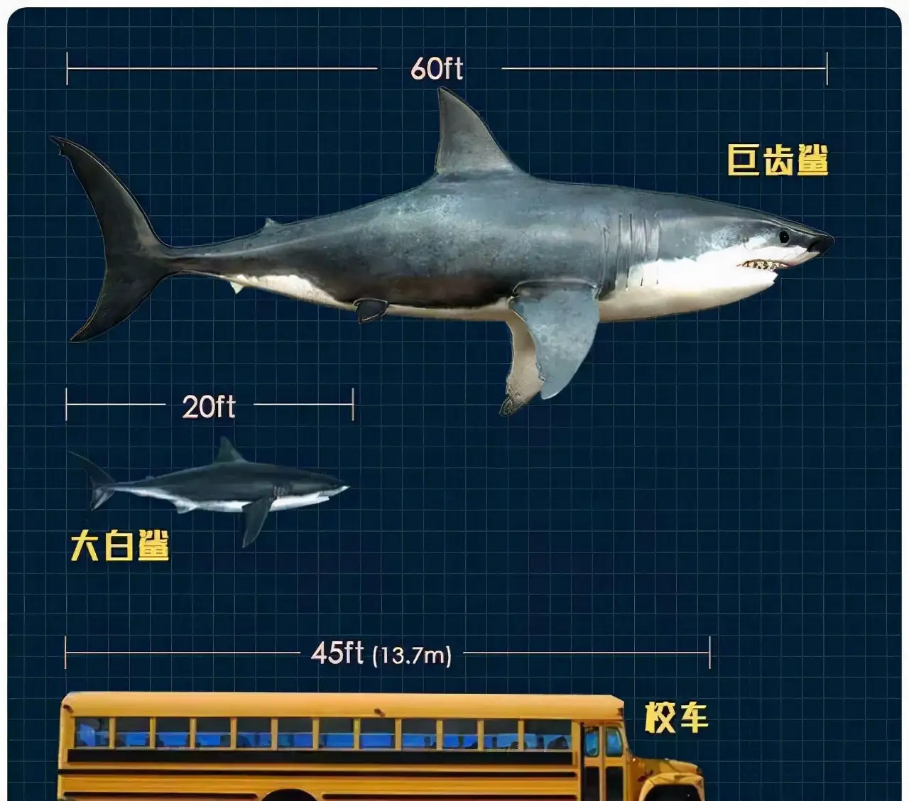 吴京加盟《巨齿鲨2》，剧中的鲨鱼史上真存在过，咬合力高达36吨- 知乎